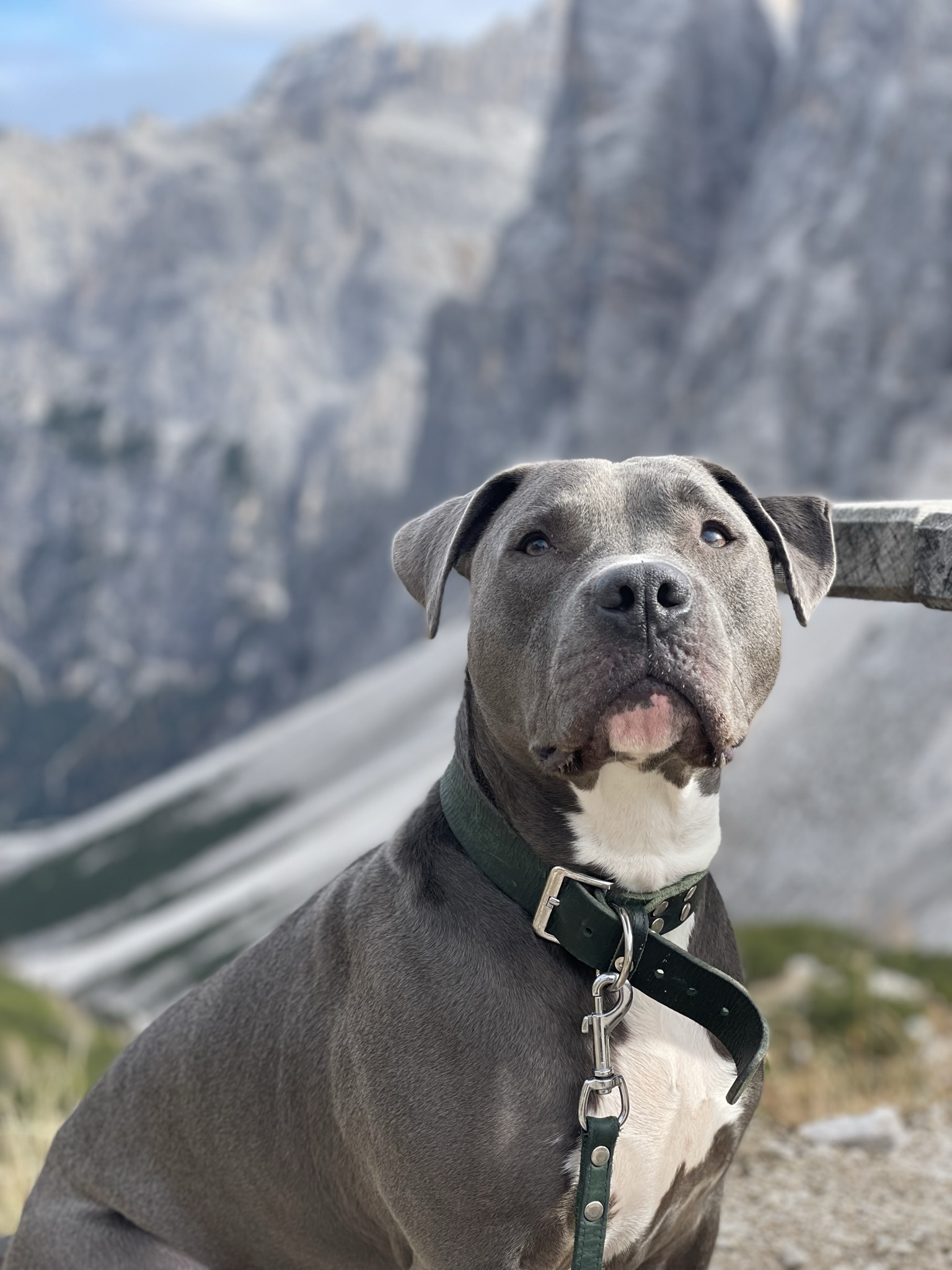 Urlaub mit Hund in Gerlos